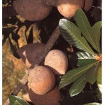 Mamey sapote