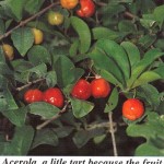 Acerola