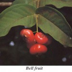 Bell fruit