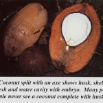 Coconut