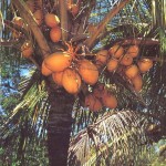 Coconut