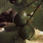 Guava