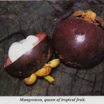 Mangosteen