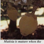 Matisia