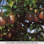 Passionfruit