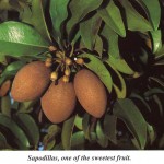 Sapodillas