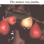 Wax Jambu